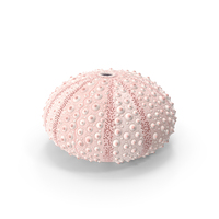 Cornish Sea Urchin Shell Pink PNG & PSD Images