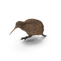 Run Pose Kiwi Bird PNG & PSD Images