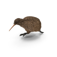 Run Pose Kiwi Bird Fur PNG & PSD Images