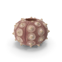Decorative Pink Sputnik Sea Urchin Shell PNG & PSD Images