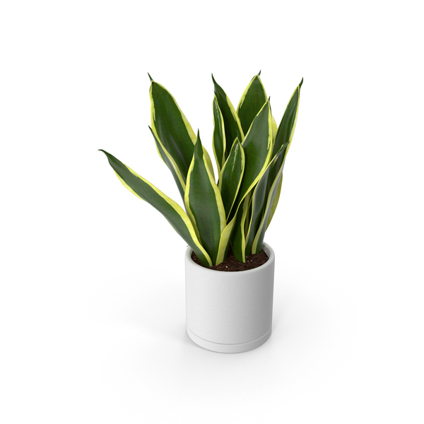 Mother in Laws Tongue Plant PNG & PSD Images