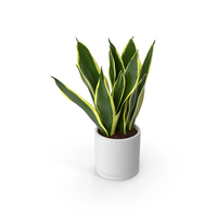 Mother in Laws Tongue Plant PNG & PSD Images