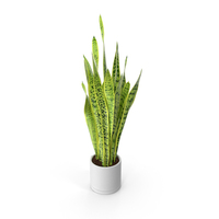 Saint Georges Sword Plant PNG & PSD Images