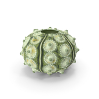 Sputnik Sea Urchin Seashell Green PNG & PSD Images