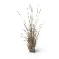 Dry Wheatgrass Clump PNG & PSD Images