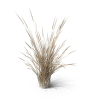 Dry Wheatgrass Clump PNG & PSD Images