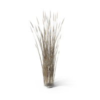 Dry Wheatgrass Clump PNG & PSD Images
