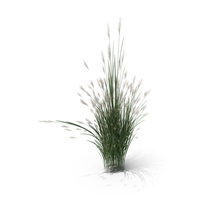 Switch Grass Clump PNG & PSD Images
