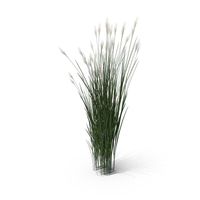 Switch Grass Clump PNG & PSD Images
