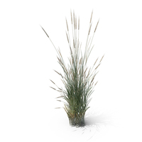 Wheatgrass Clump PNG & PSD Images