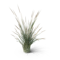 Wheatgrass Clump PNG & PSD Images