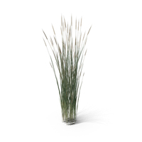Wheatgrass Clump PNG & PSD Images