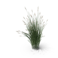 Switch Grass Clump PNG & PSD Images