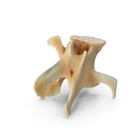 Kangaroo Red Necked Wallaby Lumber Vertebrae PNG & PSD Images