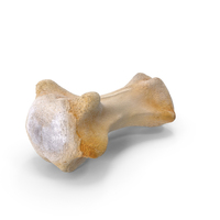 Kangaroo Red Necked Wallaby Caudal Vertebrae Cd6 PNG & PSD Images