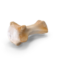 Kangaroo Red Necked Wallaby Caudal Vertebrae Cd7 PNG & PSD Images