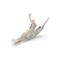 European Roe Deer Baby Jaw PNG & PSD Images