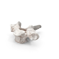 Bear Ursus Thoracic Vertebrae T1 PNG & PSD Images