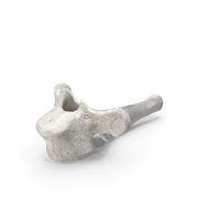 Bear Ursus Thoracic Vertebrae PNG & PSD Images