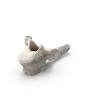 Bear Ursus Thoracic Vertebrae T5 PNG & PSD Images