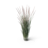 Indian Grass Clump PNG & PSD Images