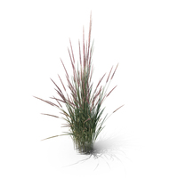 Indian Grass Clump PNG & PSD Images
