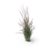 Indian Grass Clump PNG & PSD Images