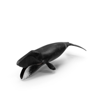Arctic Bowhead Whale Fur PNG & PSD Images