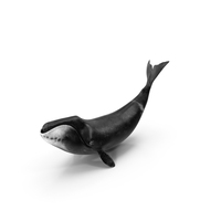 Bowhead Whale Swimming Pose Fur PNG & PSD Images