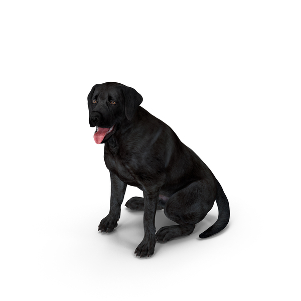 Labrador Dog Black Sitting PNG & PSD Images