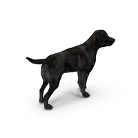 Labrador Dog Black Standing PNG & PSD Images