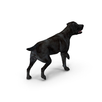 Labrador Dog Black Walking PNG & PSD Images