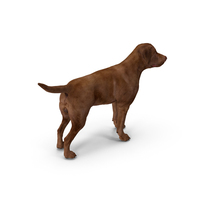 Labrador Dog Brown Standing PNG & PSD Images