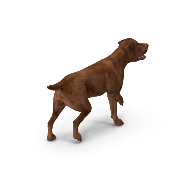Labrador Dog Brown Walking PNG & PSD Images