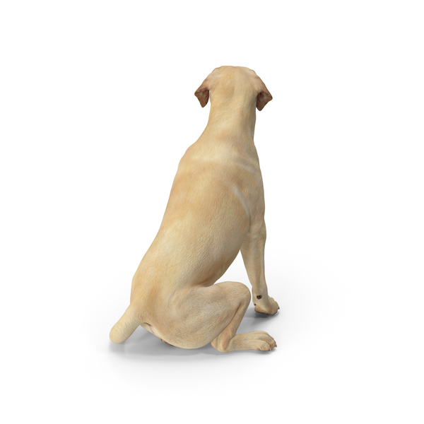 Labrador Dog White Sitting PNG & PSD Images