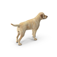 Labrador Dog White Standing PNG & PSD Images