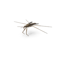 Water Strider PNG & PSD Images