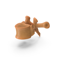 Anatomy Vertebrae PNG & PSD Images