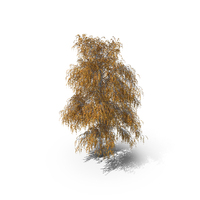 Birch Autumn Tree PNG & PSD Images