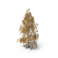 Birch Autumn Tree PNG & PSD Images