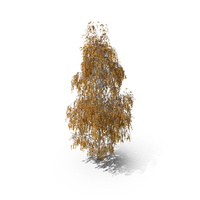 Birch Autumn Tree PNG & PSD Images
