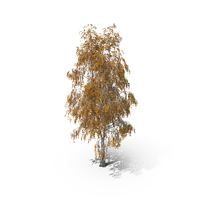 Birch Autumn Tree PNG & PSD Images