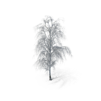 Birch Dry Tree PNG & PSD Images
