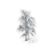 Birch Dry Tree PNG & PSD Images