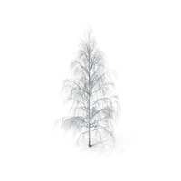 Birch Dry PNG & PSD Images