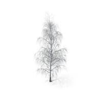 Birch Dry Tree PNG & PSD Images