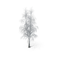 Birch Dry Tree PNG & PSD Images