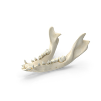 South American Coati Nasua Nasua Jaw PNG & PSD Images