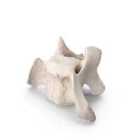 Bear Ursus Cervical Vertebrae C3 PNG & PSD Images