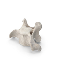 Bear Ursus Cervical Vertebrae C4 PNG & PSD Images